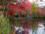 Pond in autumn...