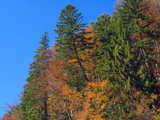 Autumnal trees...