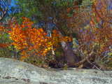 Autumnal trees growing on the cliff...