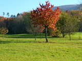 Tree in autumn colours in meadow...