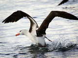 Black-browed Albatross...