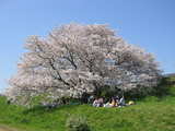 Cherry blossom...