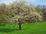 Cherry tree in blossom...