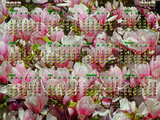 Calendar 2012 magnolia...