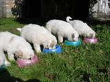 Puppies Great-Pyrenees breed...