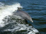 A Bottlenose Dolphin...