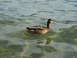 Duck on the lake of Lucerne...