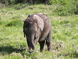 Inquisitive African Bush Elephant...