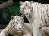 White Tigers...