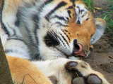 Sleeping tiger...