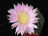 Cactus flower....