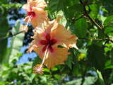 Tropical hibiscus...