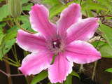 Clematis in bloom...