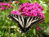 Swallowtail on Dianthus