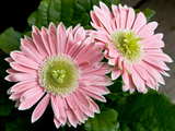 Pink Gerbera flower...