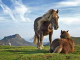 Horses on Bianditz mountain...