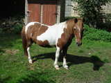 White and brown horse standing in the grass...