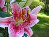 Hybrid Asiatic Lily...