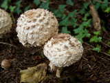 Mushrooms in a yard...