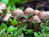 Baby mushrooms...