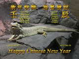 Chinese New Year 2012 wallpaper...