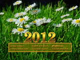 New Year 2012 daisy...