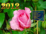 New Year 2012 rose...