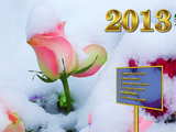 New Year 2013 rose...