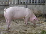 A domestic pig...