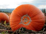 Pumpkin with special pattern on the bottom...