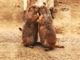 Prairie dogs showing affection...