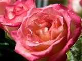 Pink Roses...