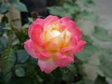 Pink and yellow rose...