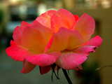 Pink and orange rose...