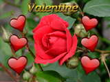 Valentine red Rose