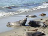 Pacific elephant seal fight...
