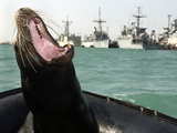 170 kg California sea lion Zak (375 pounds)...
