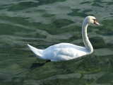 Swan on the lake of Lucerne...