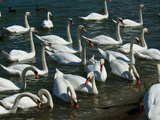 Swans on the river Rhine...