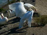 Swan spreading the wings...