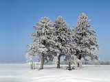 Three snow covered pines...