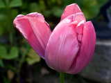 Pink Tulip...