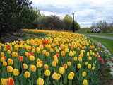 Yellow tulips...