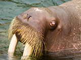 Walrus face...