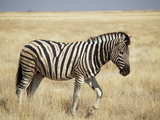 A wild male Burchell's Zebra...